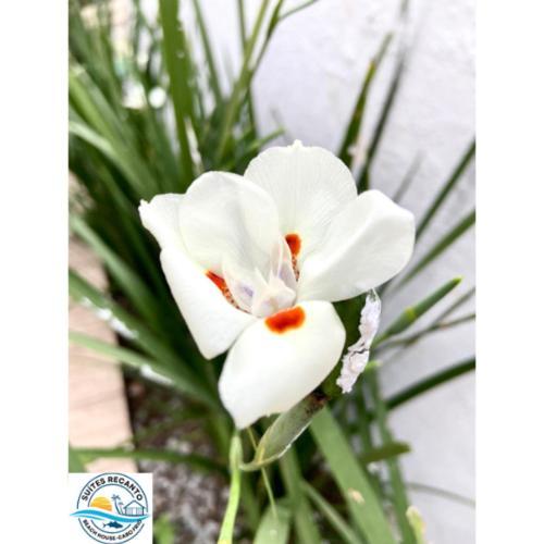 Pousada Recanto Beach House-Cabofrio-Unamar-Condominio Florestinha กาโบฟรีโอ ภายนอก รูปภาพ